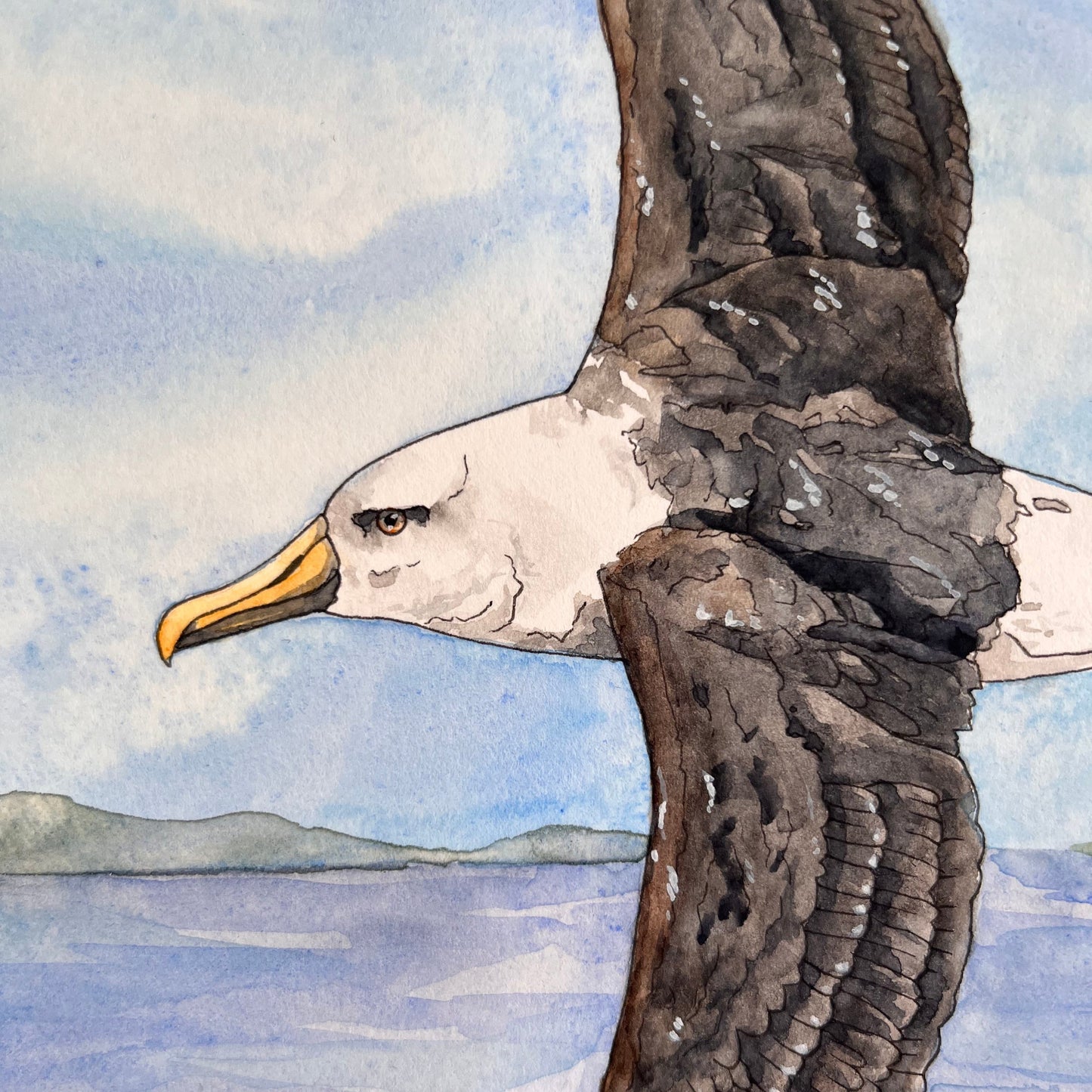 Albatross Original