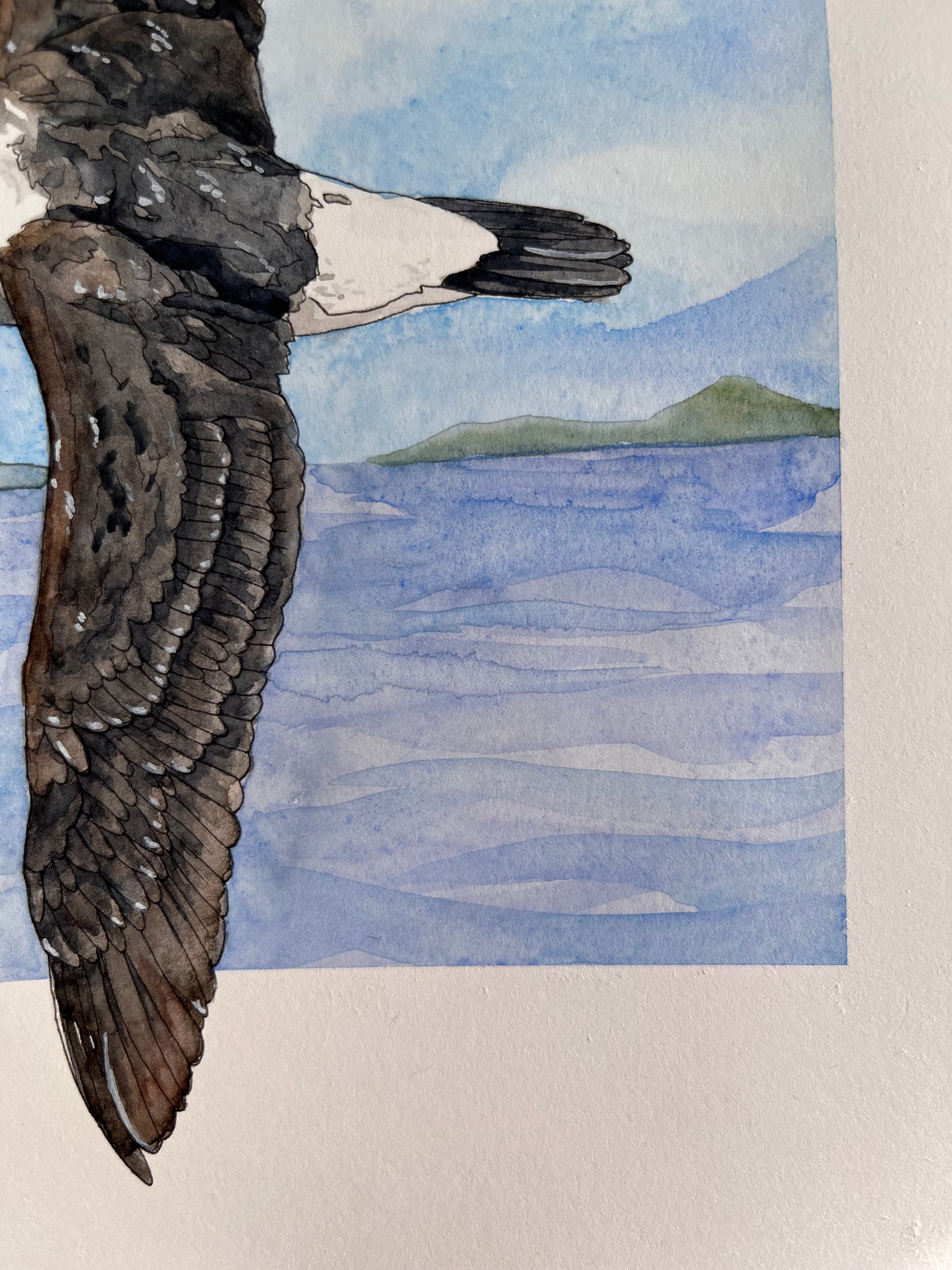 Albatross Original