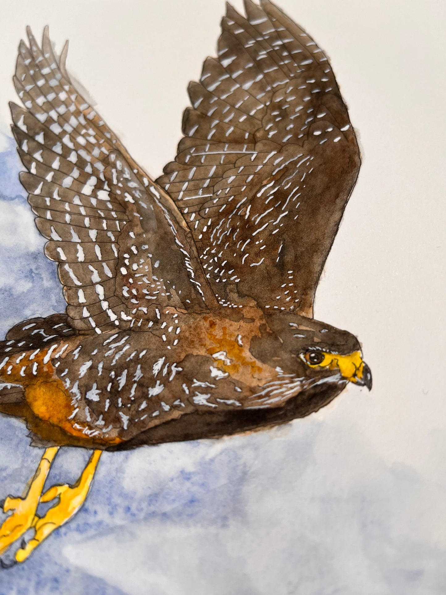 Falcon in Flight Original