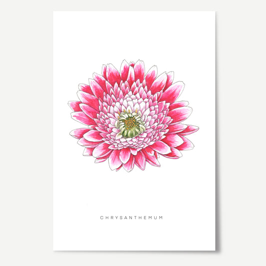 Chrysanthemum Flower Print