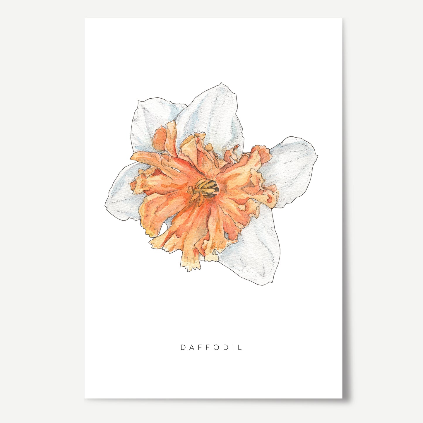 Daffodil Flower Print