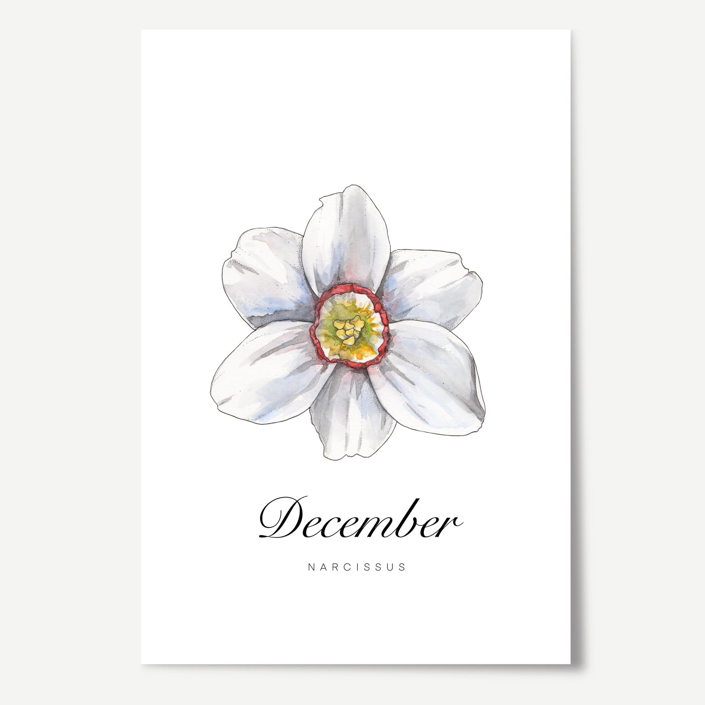 December Birth Month Flower Print