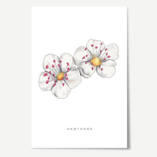 Hawthorn Flower Print