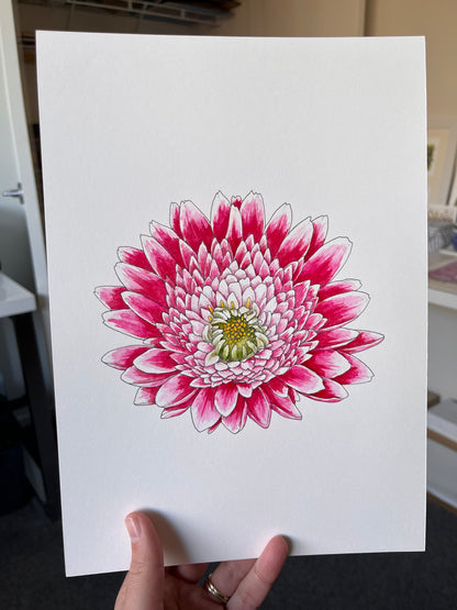 Chrysanthemum Flower Original