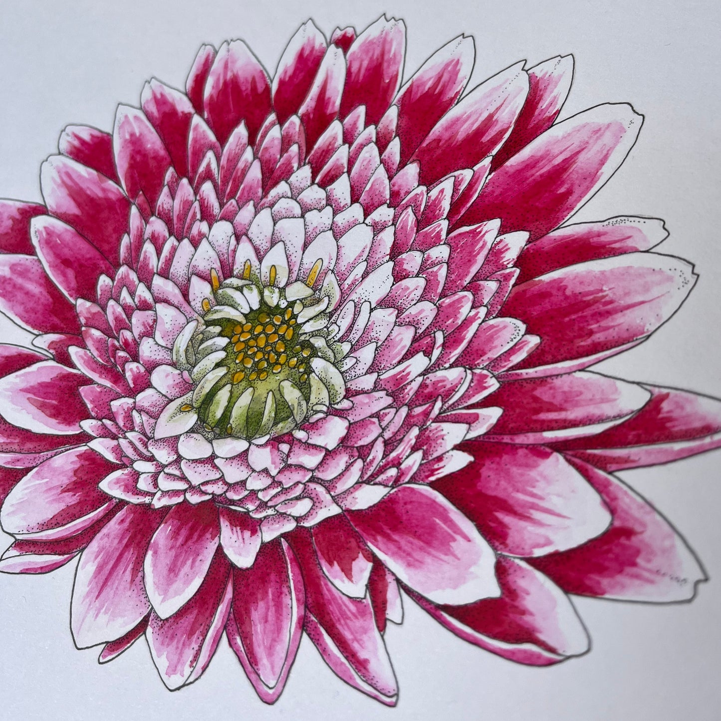 Chrysanthemum Flower Original