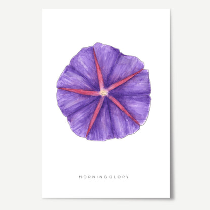 Morning Glory Flower Print