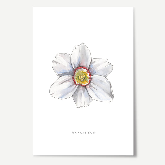 Narcissus Flower Print