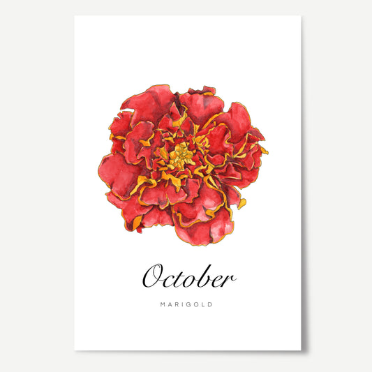October Birth Month Flower Print