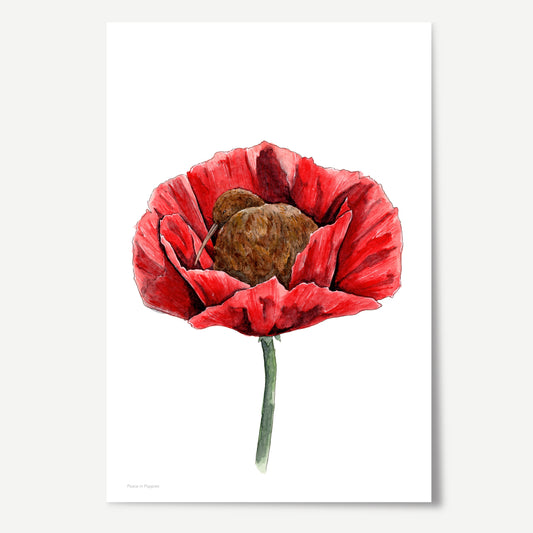 Peace in Poppies Print