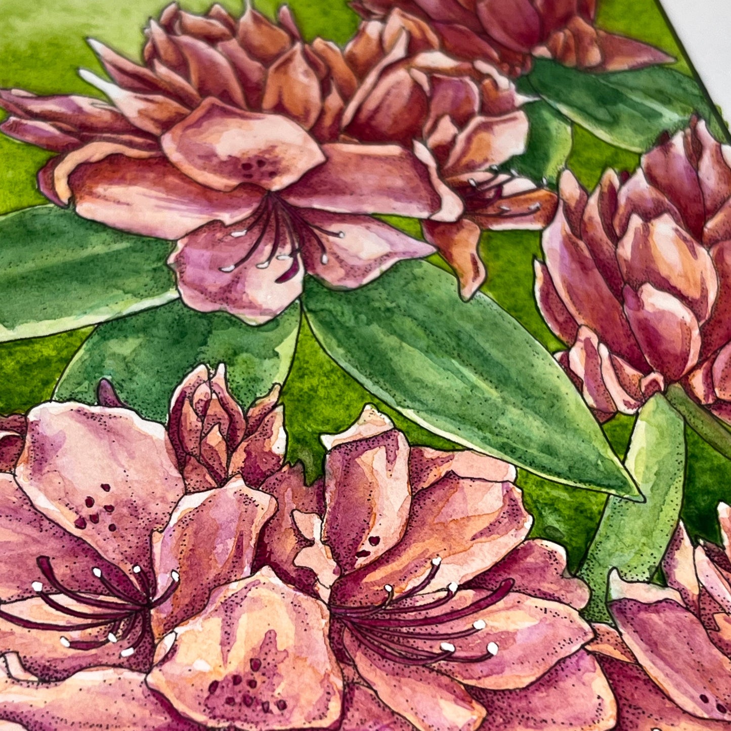 Rhododendron Original