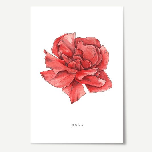 Rose Flower Print
