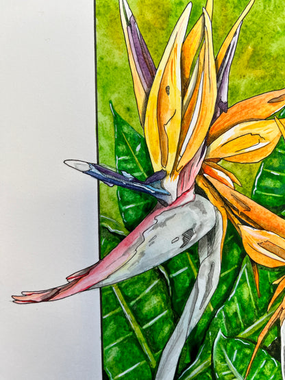 Bird of Paradise Original
