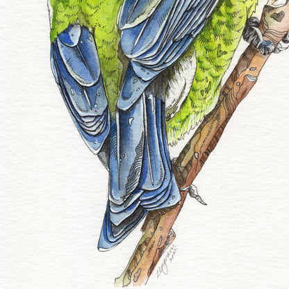 Korimako (Bellbird) Original
