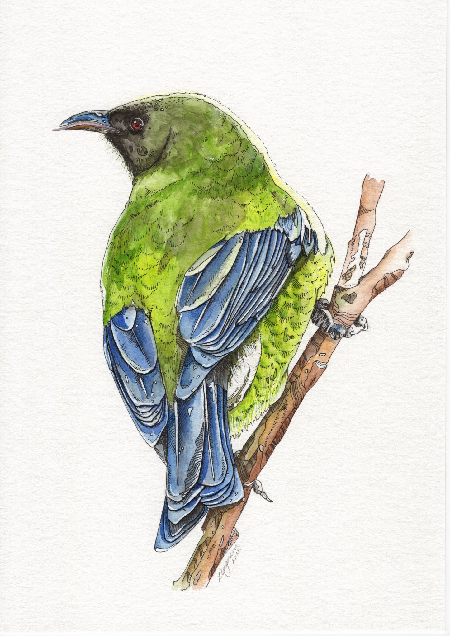 Korimako (Bellbird) Original